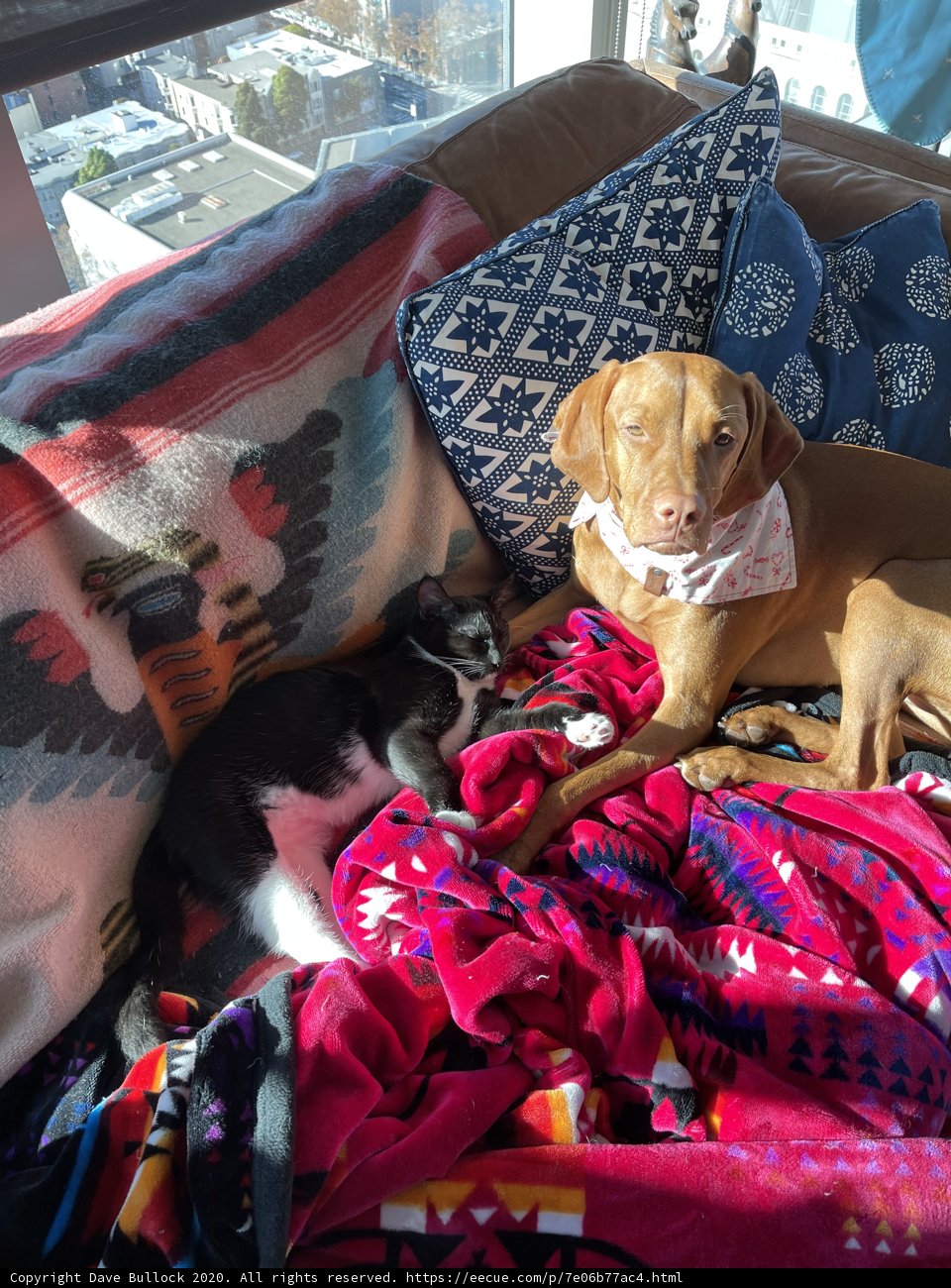 Furry Friends on a Cozy Couch