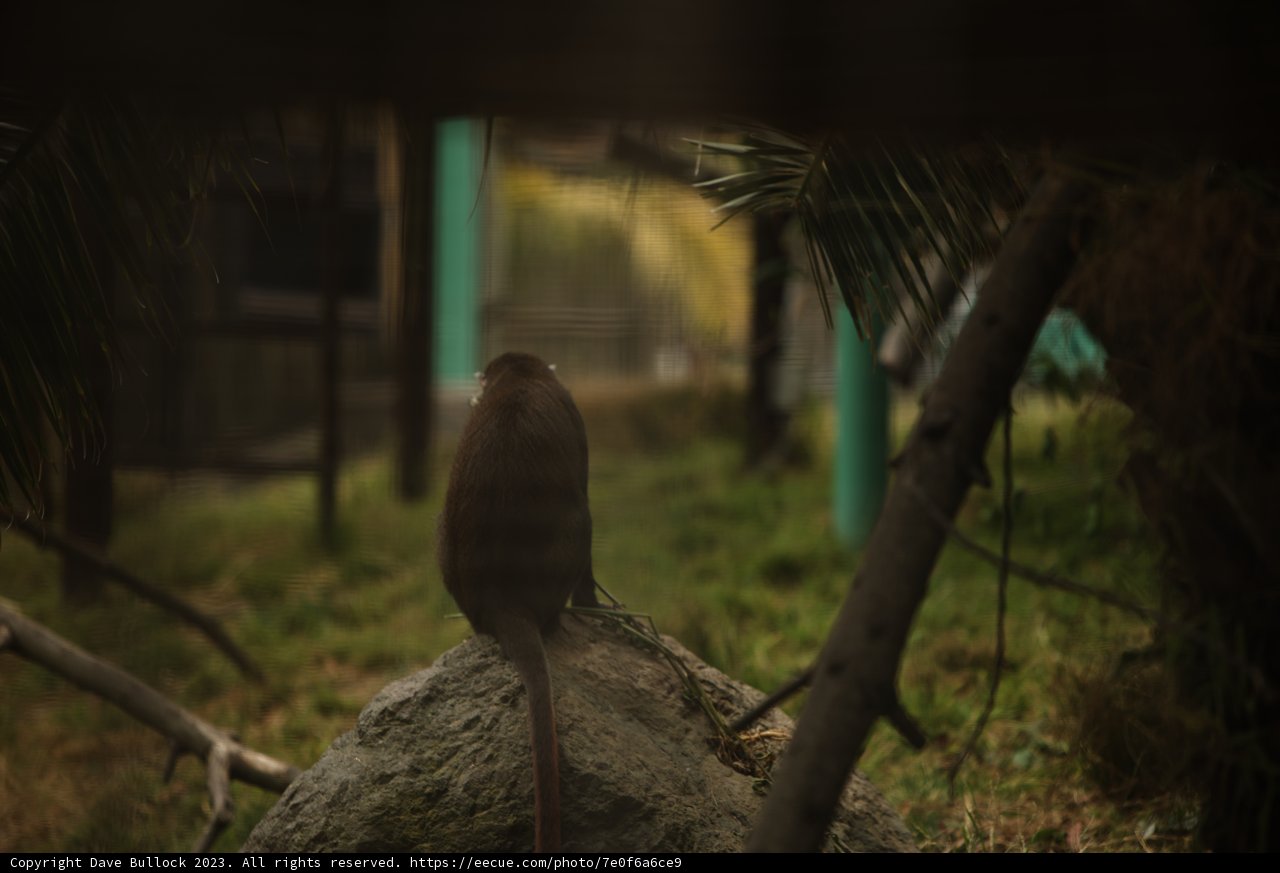 The Baboon's Afternoon Pause at Oakland Zoo