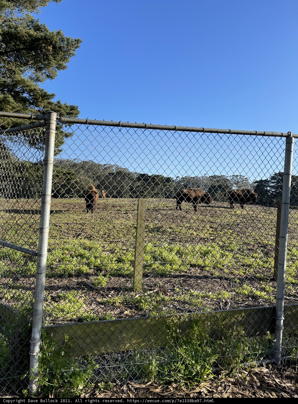 Bison Grazing in a Fenced Pasture