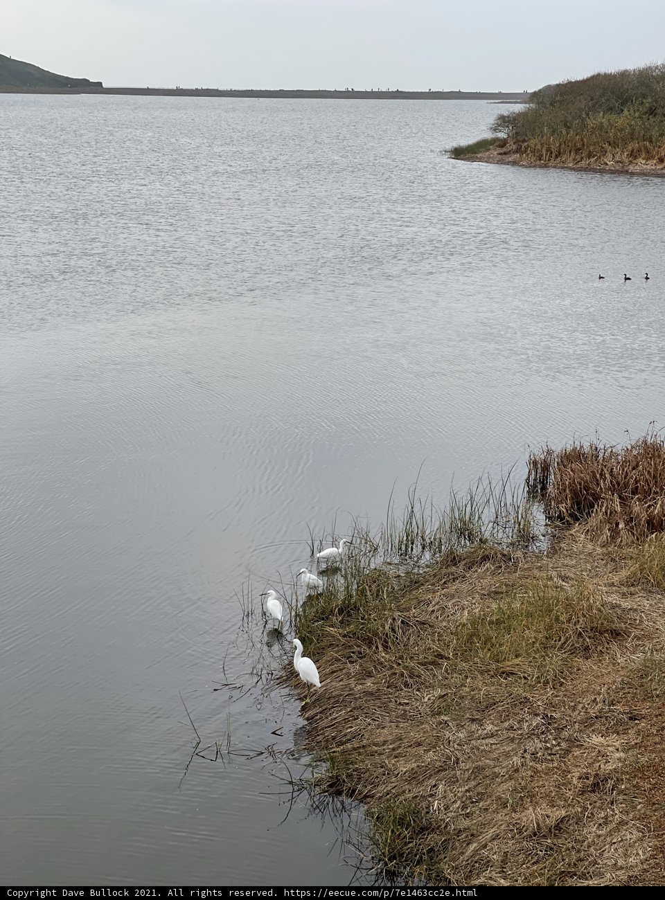 Gathering of Waterfowl