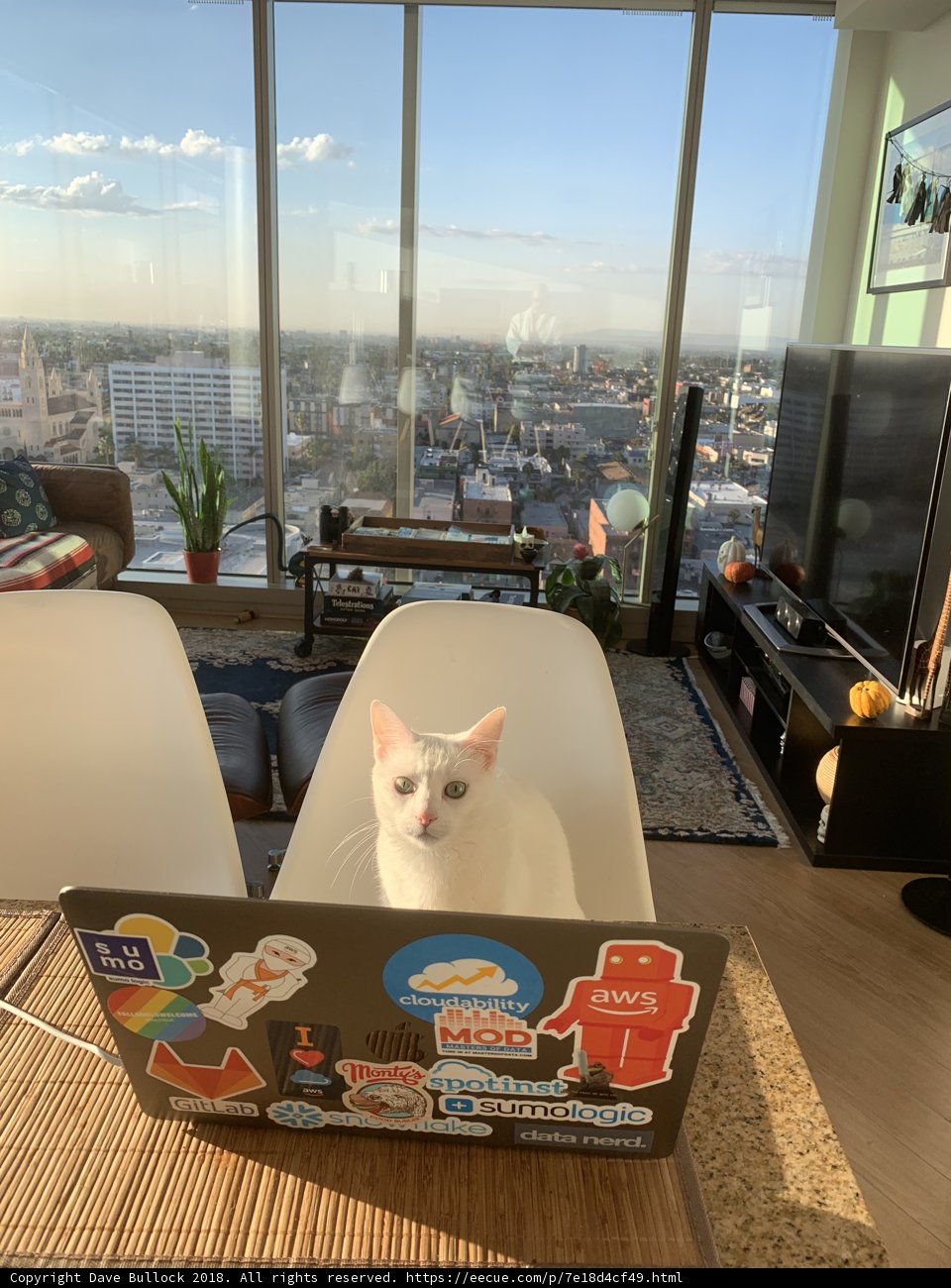 The Cat and the Laptop