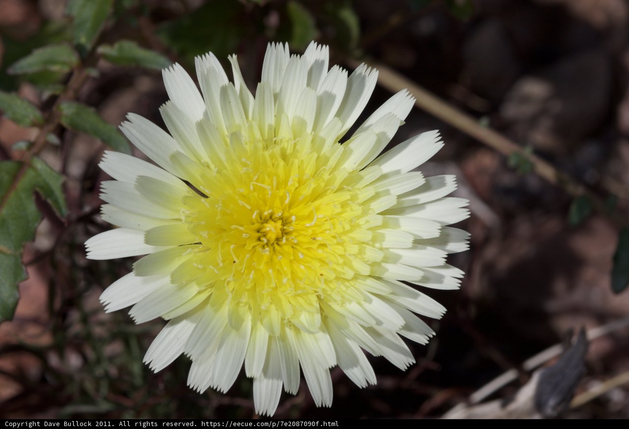 Sunshine Daisy