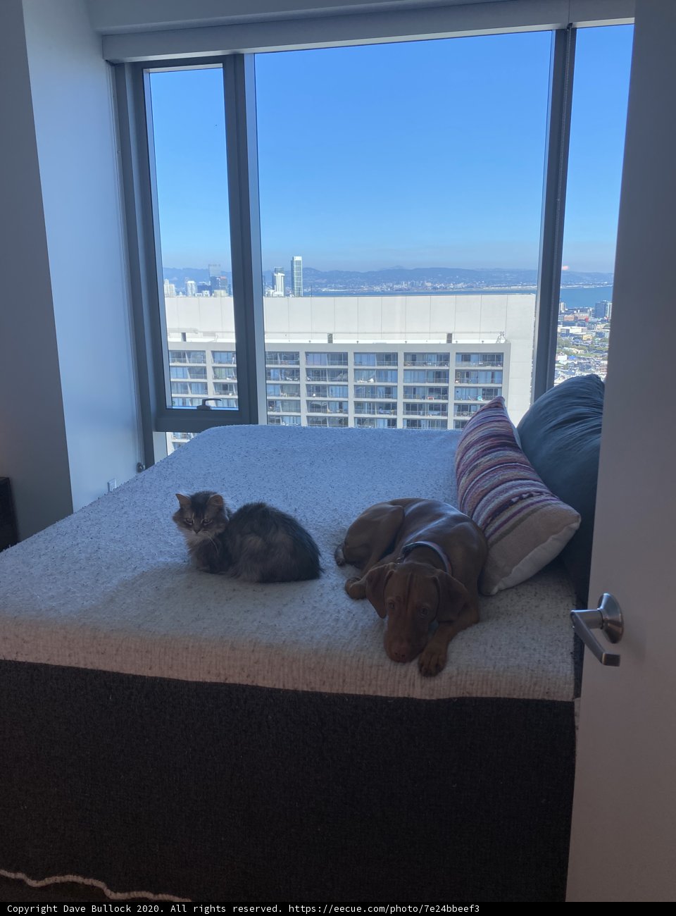 Relaxing Canine Duo on a Sunny Day