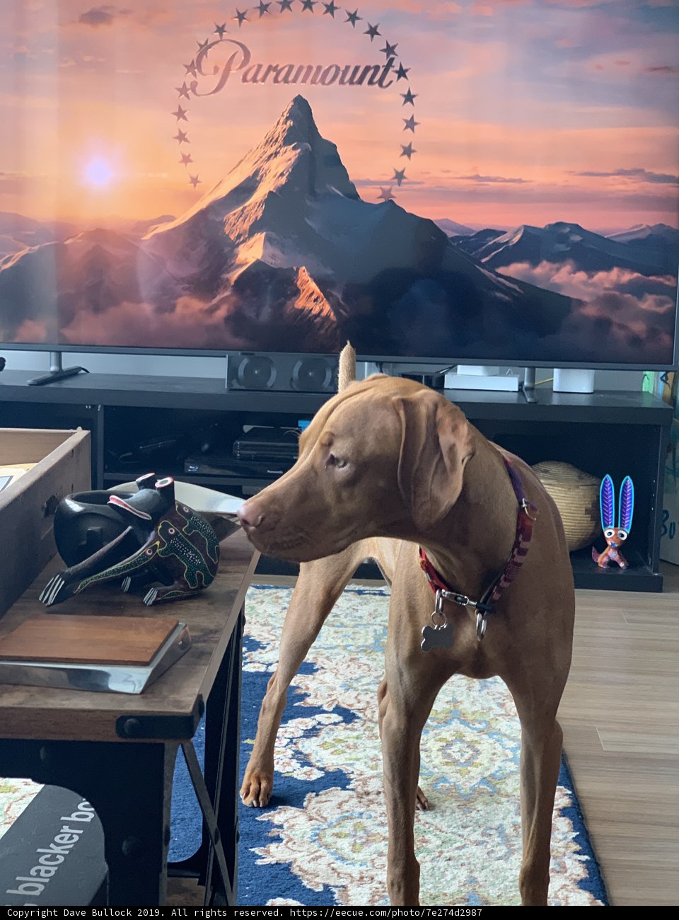A Canine's Observe on Artwork