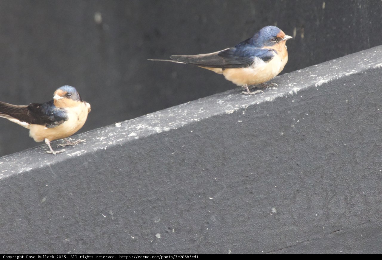 Feathered Companions at San Pablo Bay
