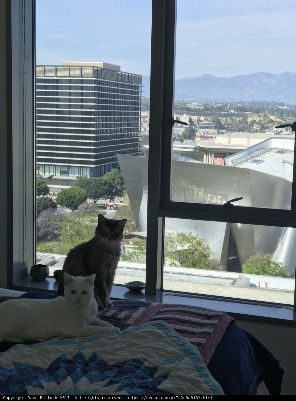 Two Feline Roommates Enjoying a View