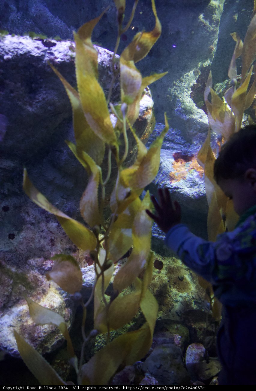 Curious by Nature: A Child's Discovery at the California Academy of Sciences