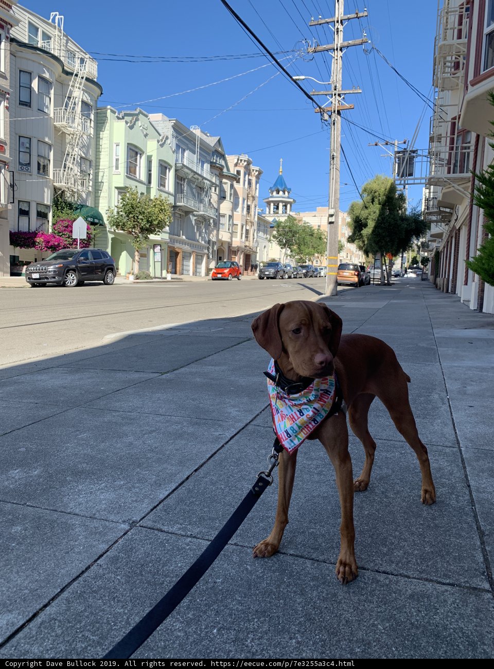 Urban Pupper on the Move