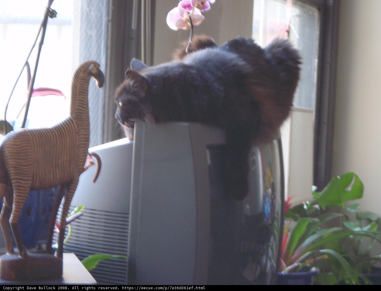 Isabella the TV Cat