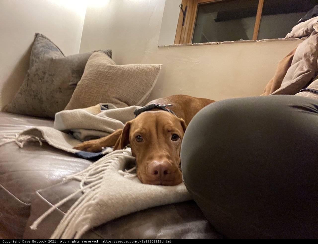 Cozy Canine Couch