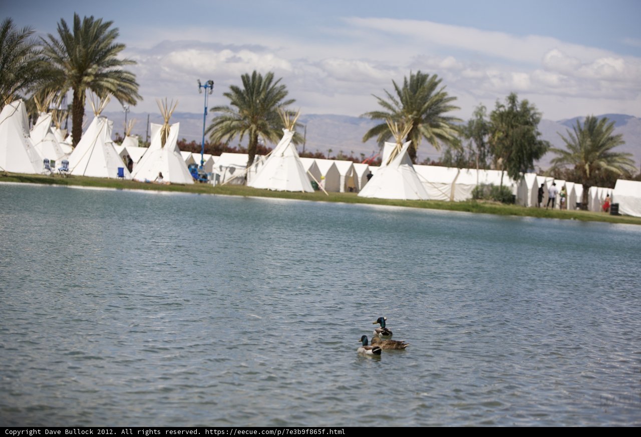 Duck in a Summer Lake by the Tents
