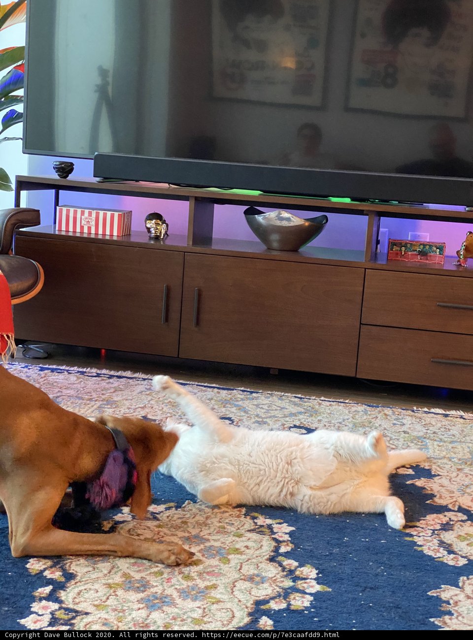 Furry Friends and Flicks