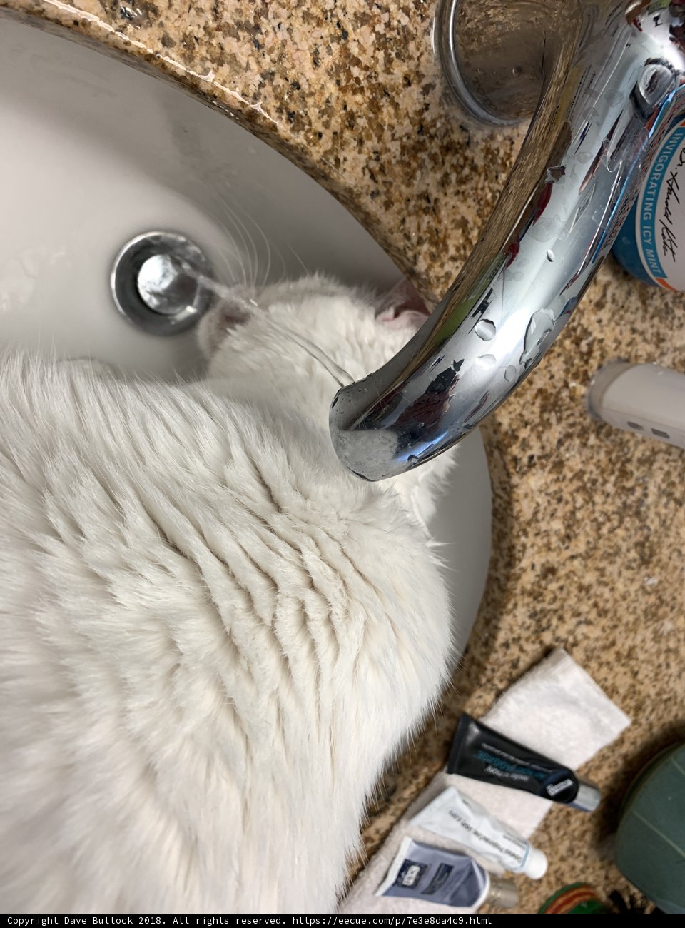 Thirsty Kitty