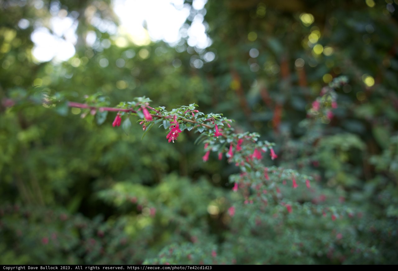 Floral Glory at San Francisco Botanical Garden