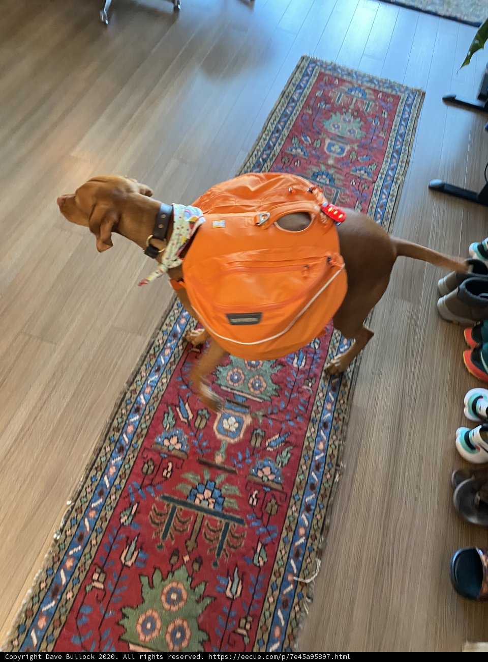 The Backpack Pupventure