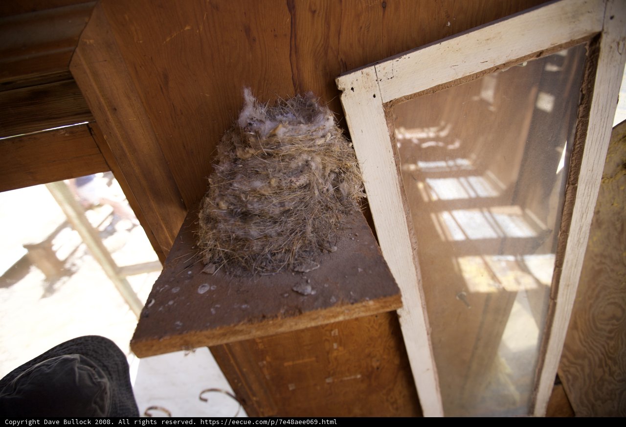 Nesting in Wood