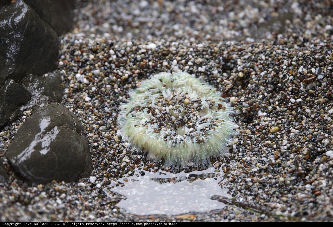 Sea Anemone Exposed at Low Tide on Pebbled Shore