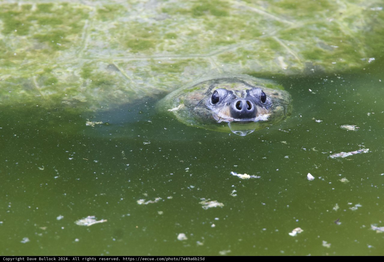 Casually Camouflaged: A Peek at Honolulu's Aquatic Resident