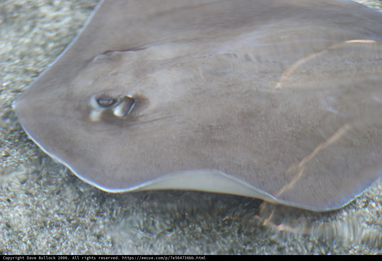 Graceful Stingray