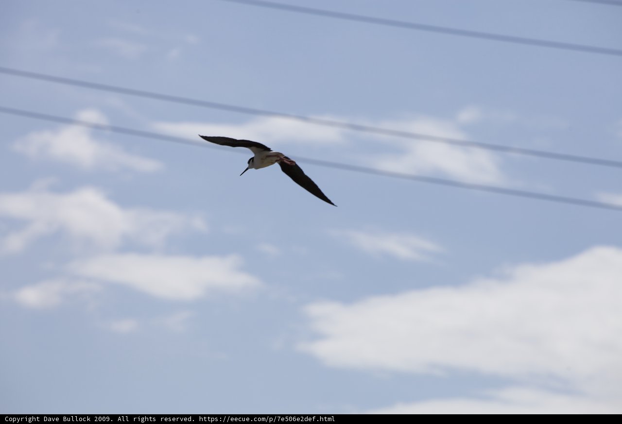 Flight of the Feathered