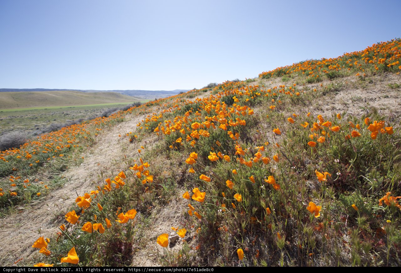 Hillside of Marigolds