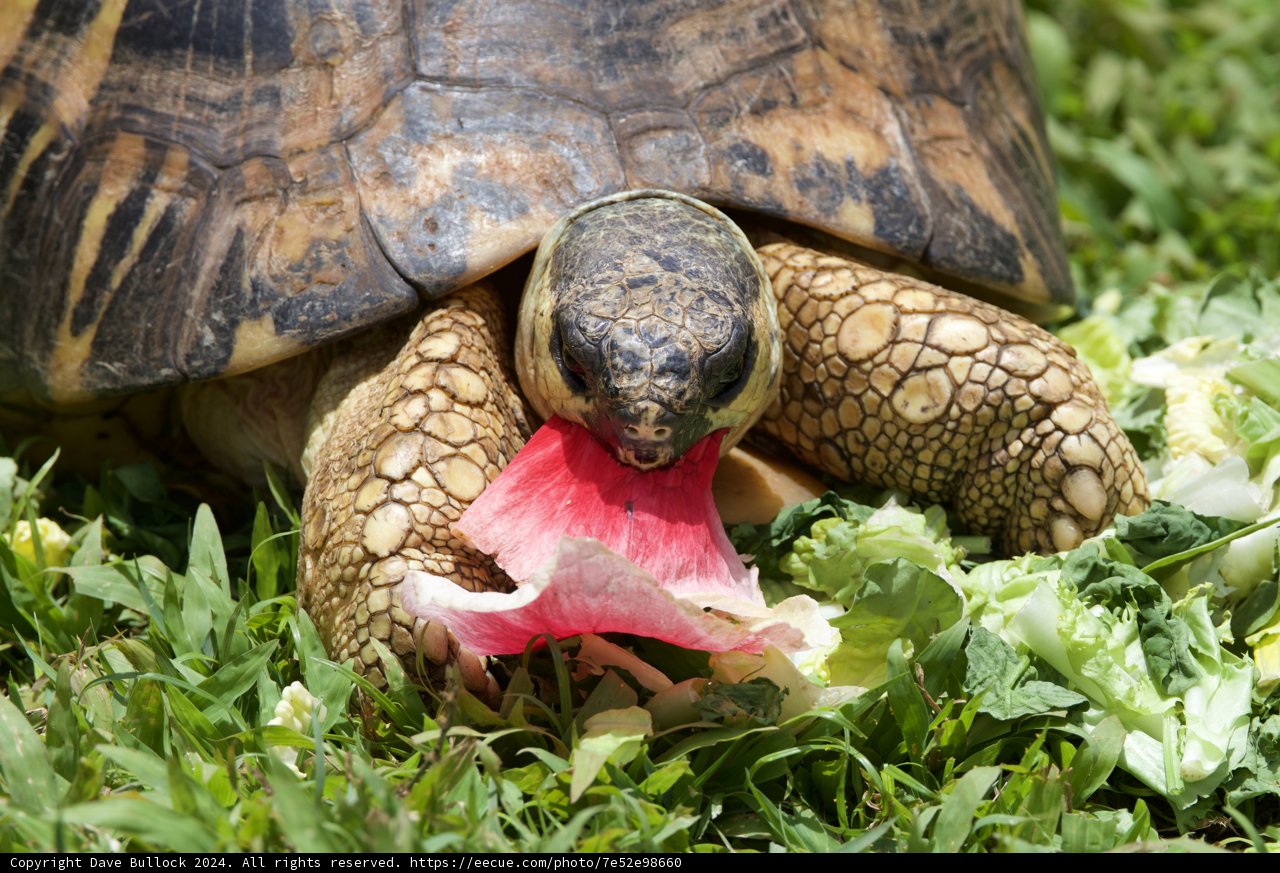 A Leisurely Lunch at Honolulu Zoo
