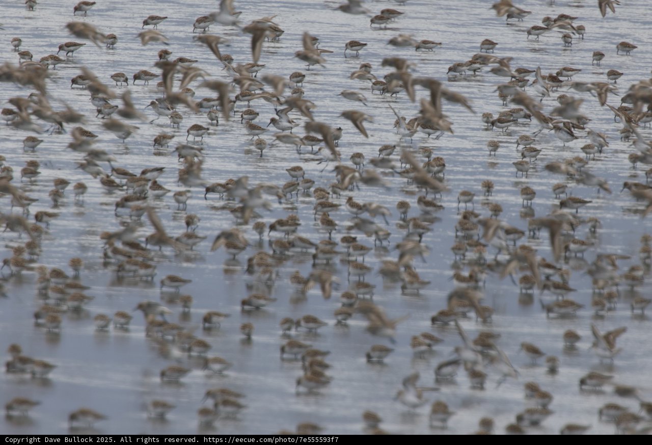 A Symphony of Wings