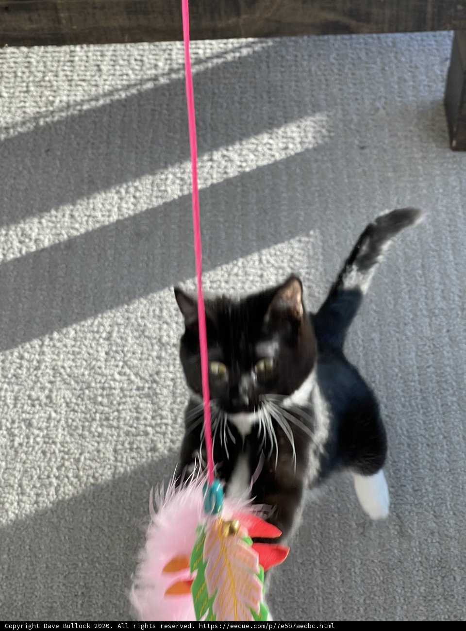 Feline Fun