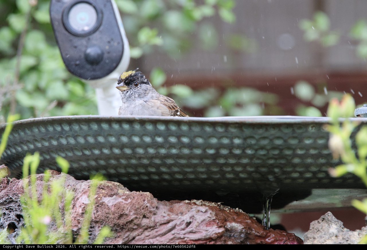 Golden-Crowned Sparrow Bathing in Garden Bird Bath