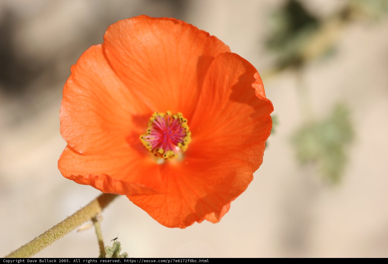 Vibrant Orange Geranium Blossom