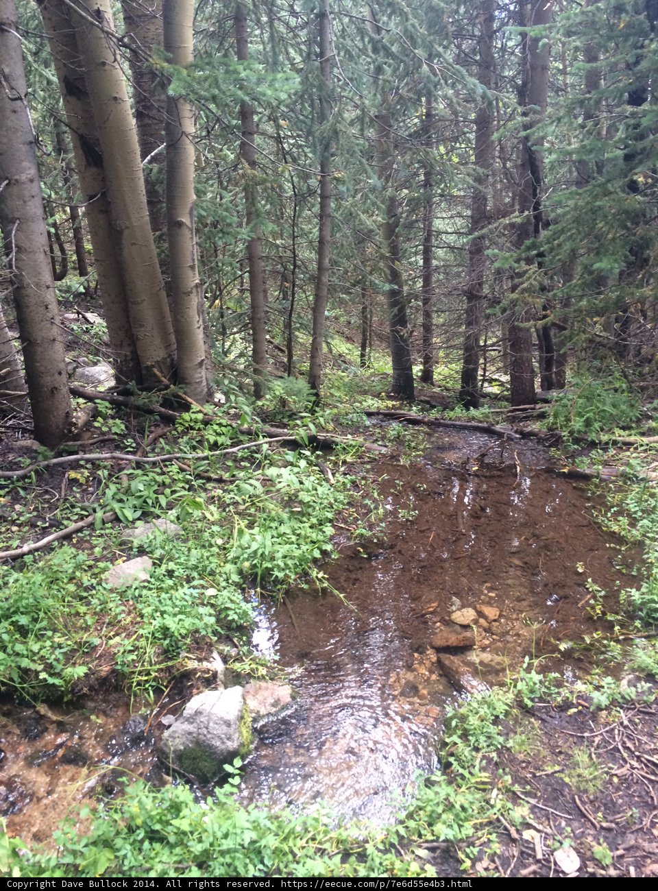 A Serene Stream in the Heart of a Verdant Forest
