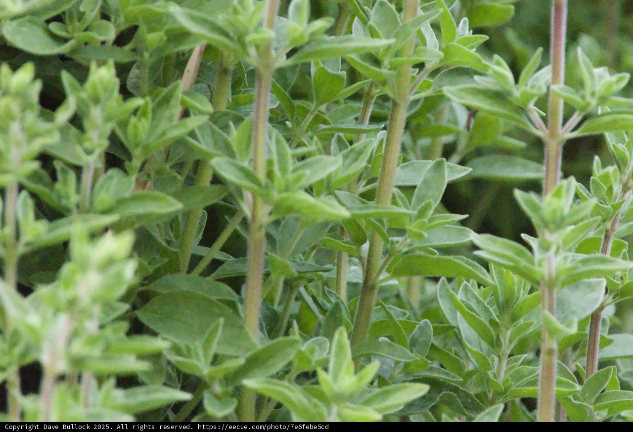 Verdant Abundance