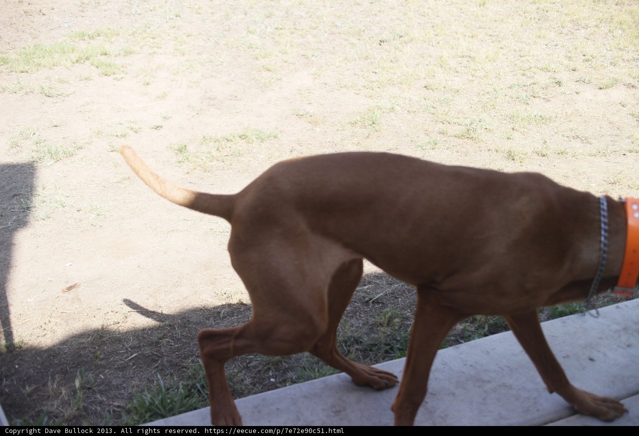 Loyal Hound on Watch