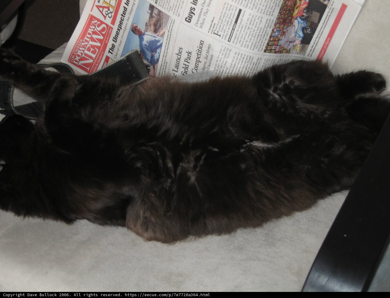 Lazy Afternoon with the Black Cat