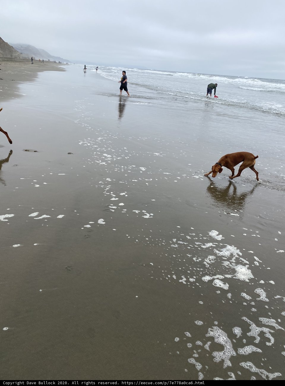 Beach Playtime with Canine Companions