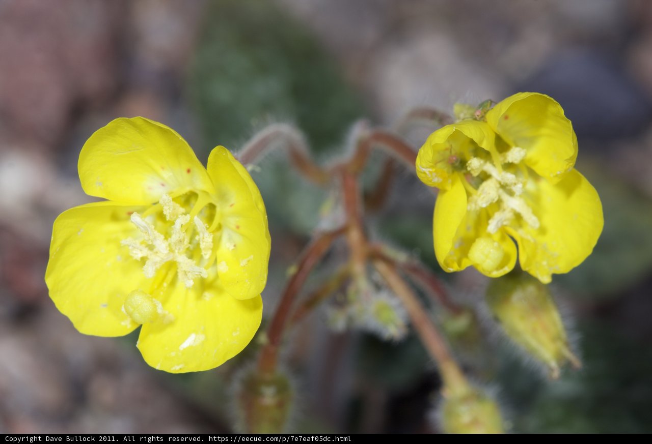 Dew-Kissed Yellow Geraniums