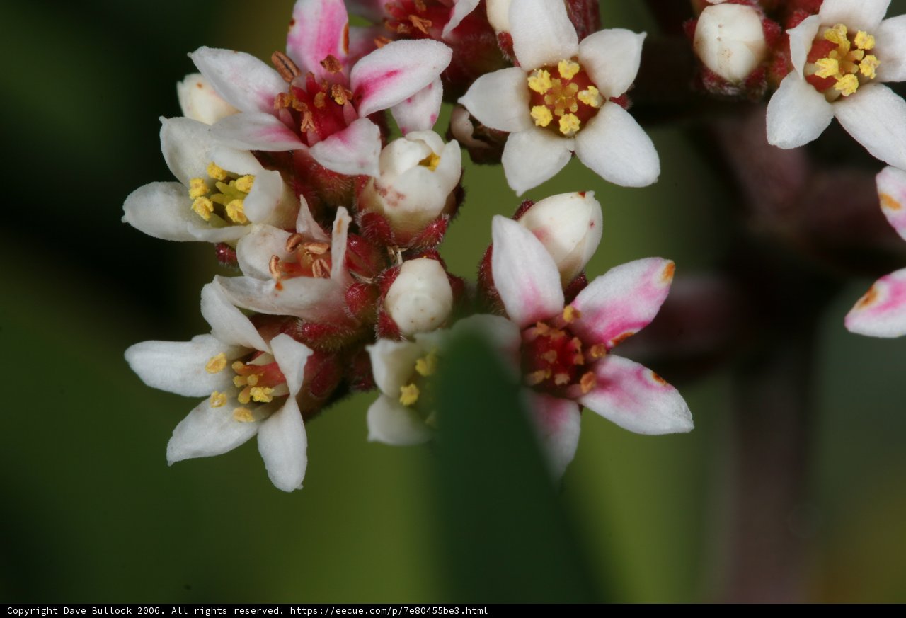 White and Pink Blossoms