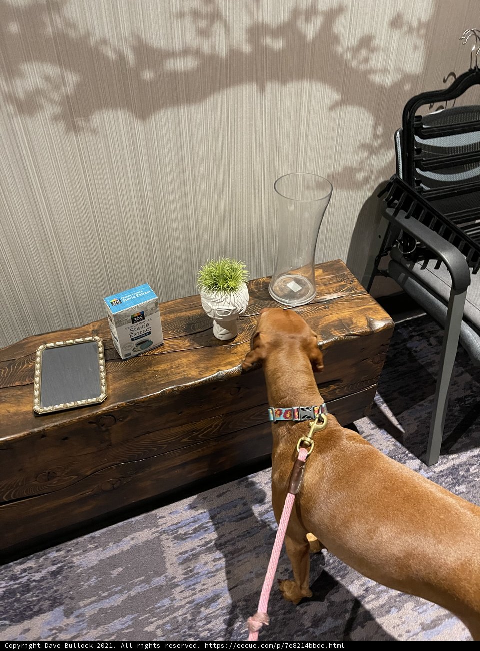 Canine Curiosity