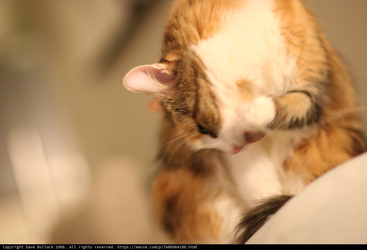 Affectionate Feline