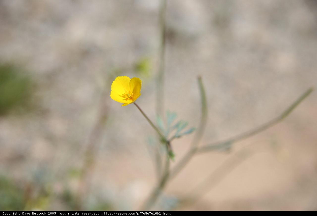 Lone Yellow Geranium in the Desert