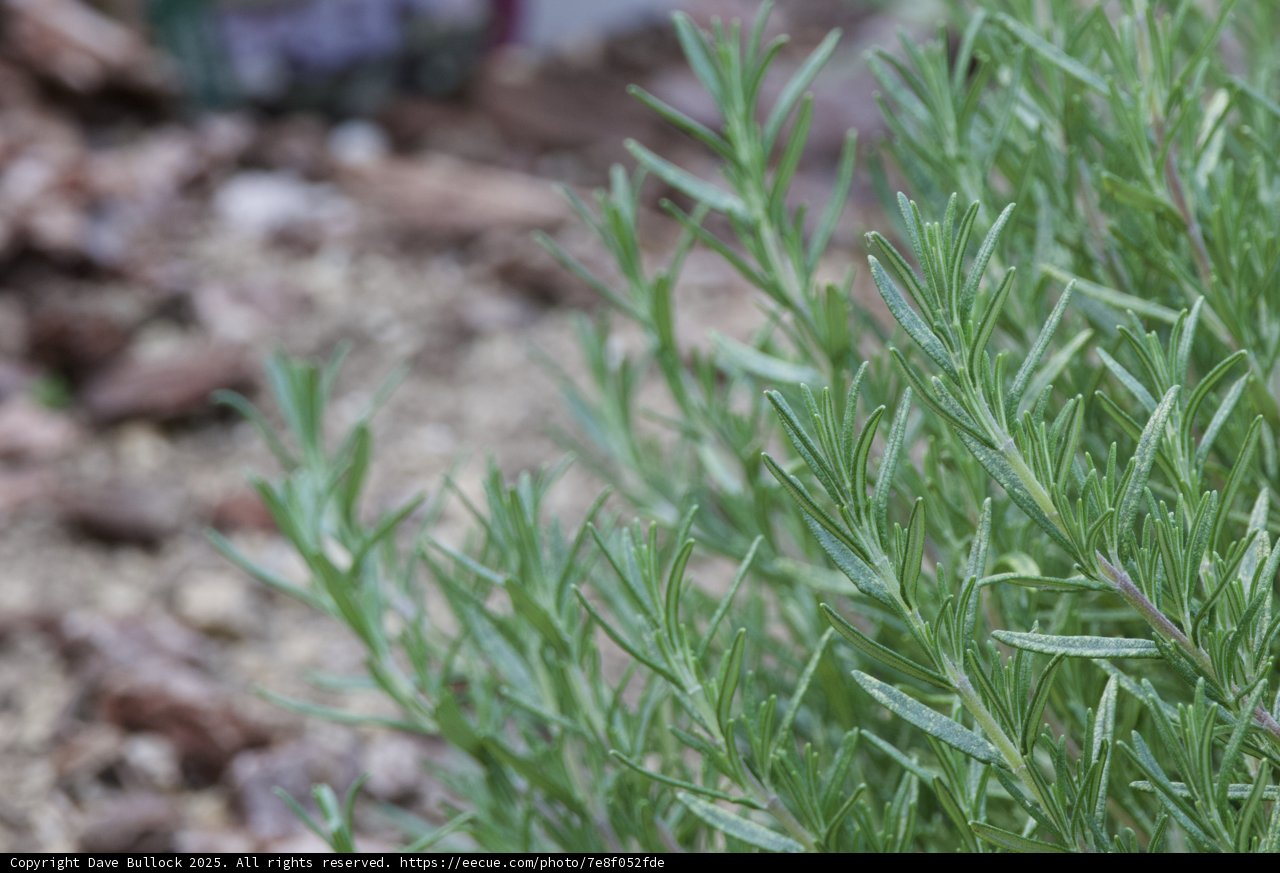 Verdant Variety: Rosemary's Delicate Dance