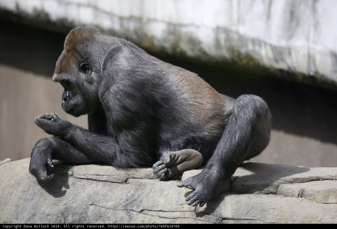 Contemplative Power: Majestic Gorilla at SF Zoo