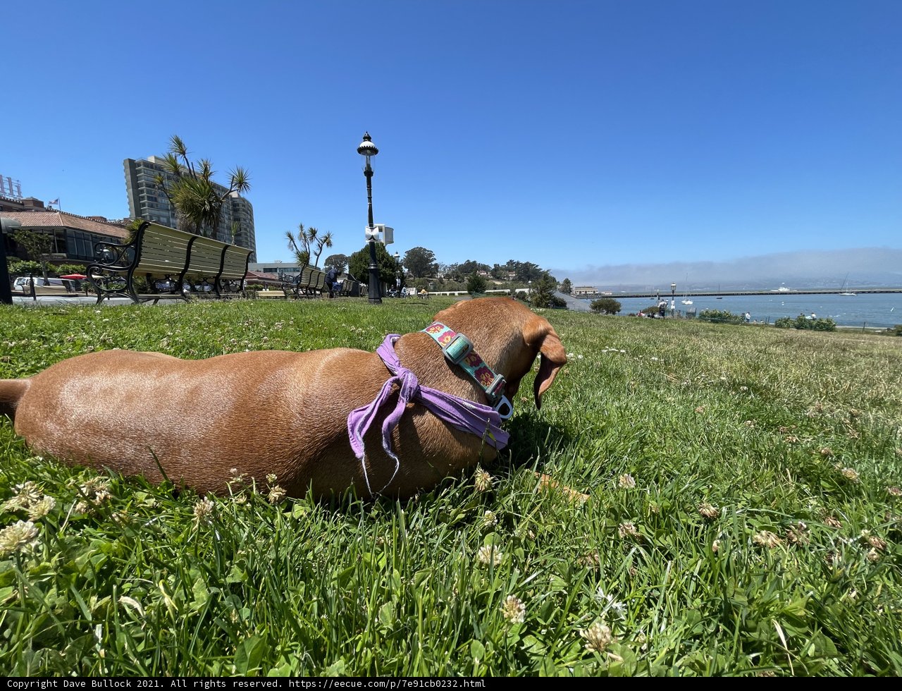 Serene Canine