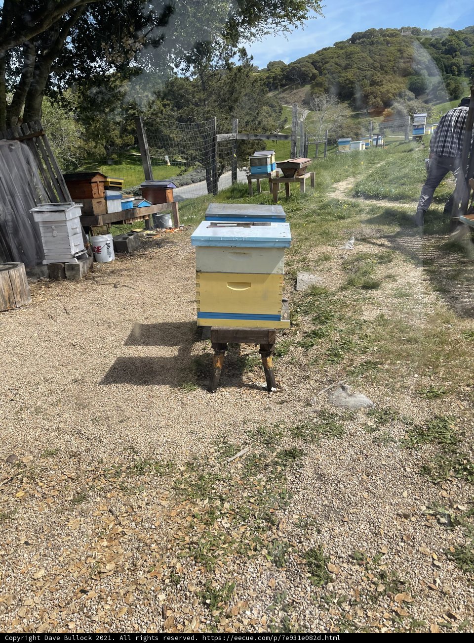 The Harmony of Bee and Bovine