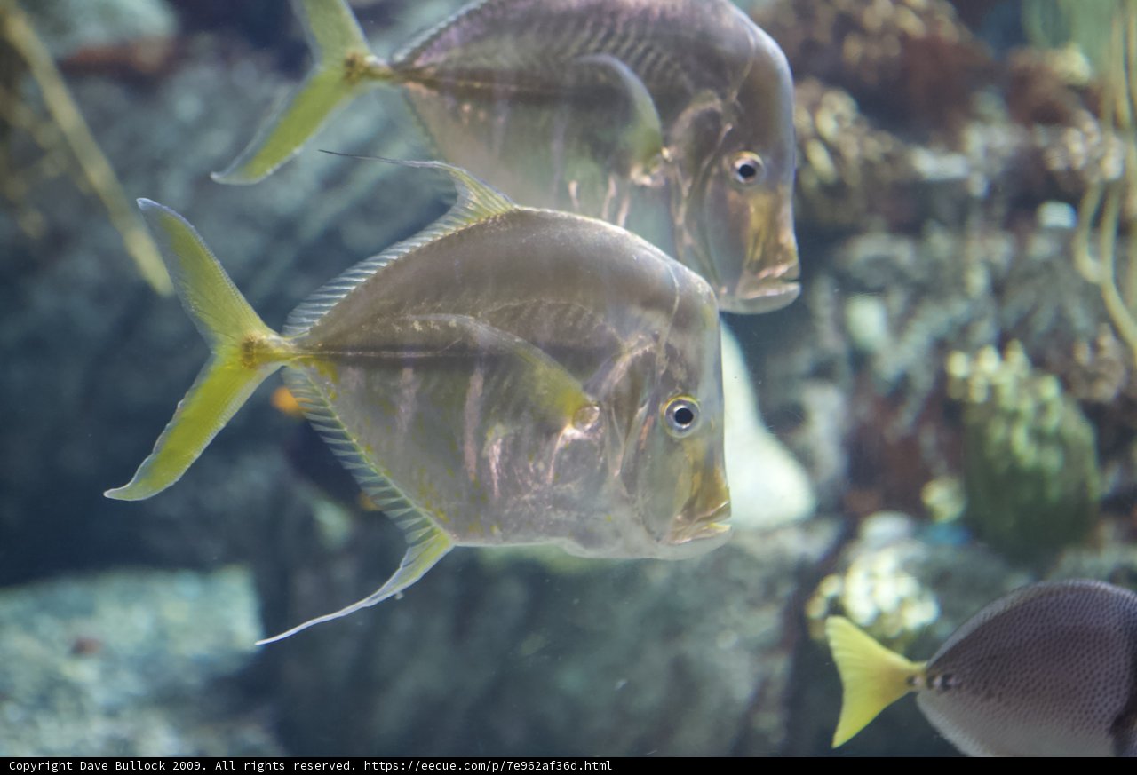 Underwater Friends