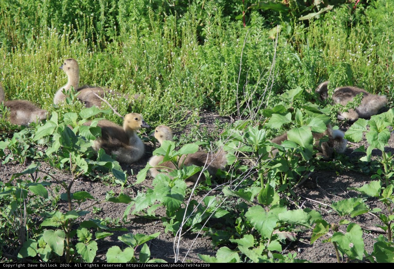 Goslings Foraging Among Vegetation at Wetland Path