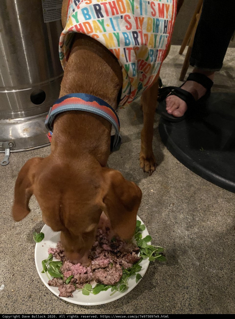 Happy Pup Enjoying a Meal