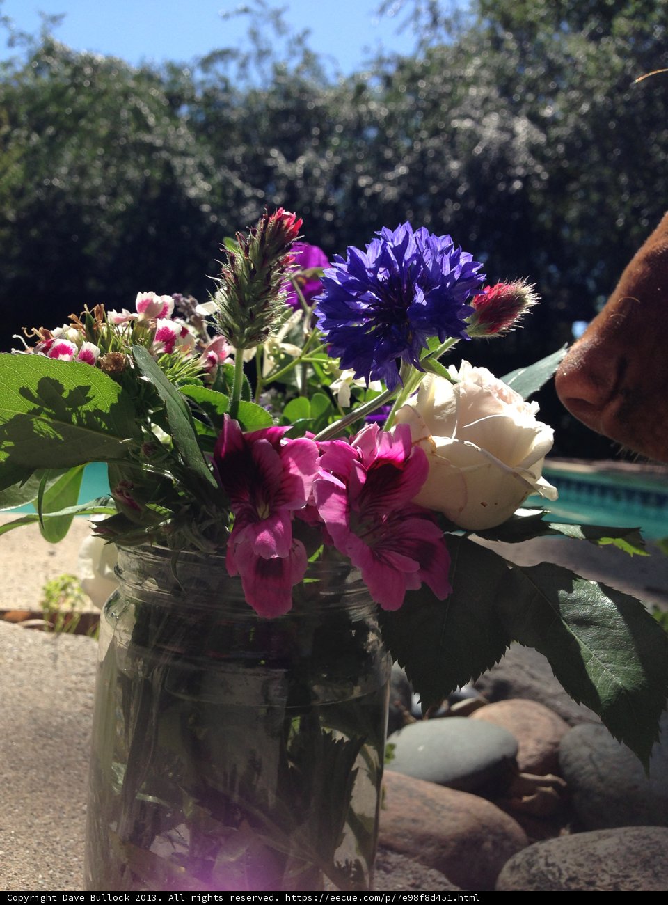 The Curious Cow and the Flower Arrangement