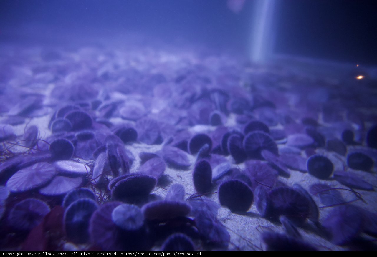 Purple Sea Urchin Gathering at Monterey Bay