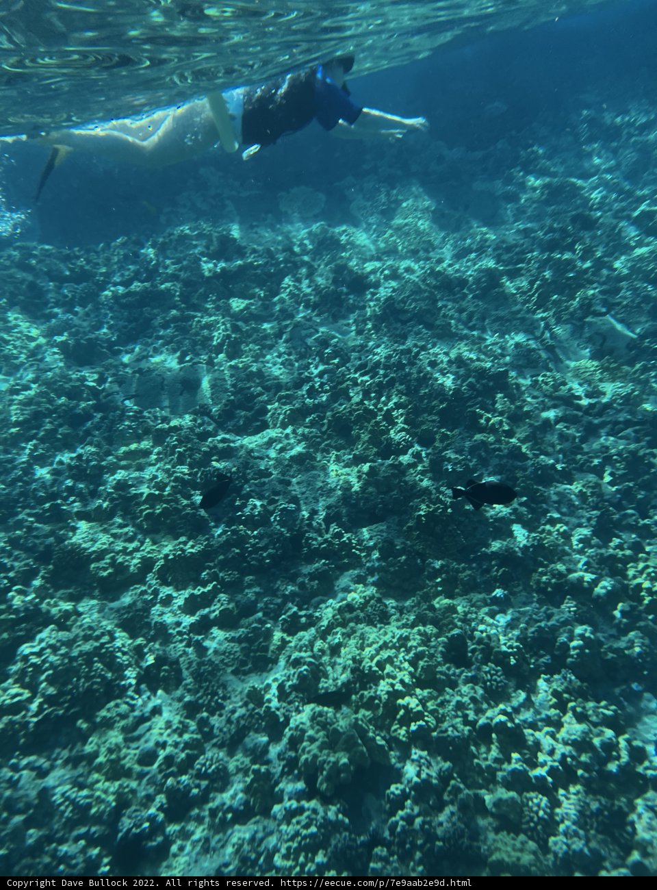 Swimming with the Sea Life